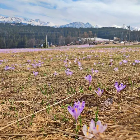 Juna Tatry Nowe Bystre