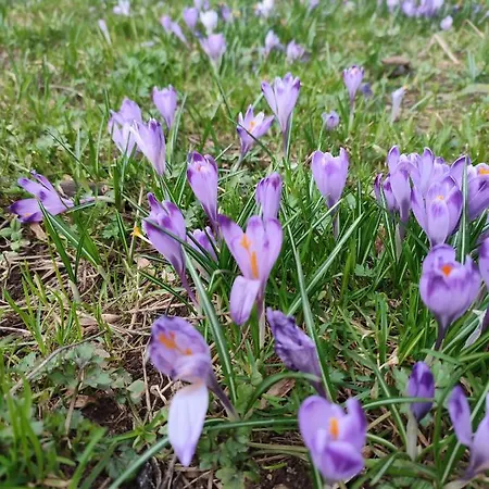 Juna Tatry Maison d'hôtes Nowe Bystre